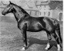 stallion Aktionär I (Hanoverian, 1944, from Abendsport 3109)