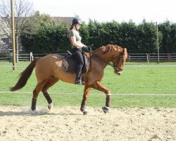 dressage horse Belasco 3 (Rhinelander, 2010, from Belissimo NRW)