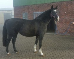 broodmare Bellina BB (Holsteiner, 2009, from Cassiano)