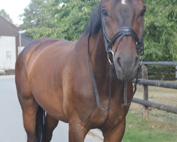 dressage horse Samuel 56 (Hanoverian, 2008, from Sandro Hit)