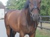 dressage horse Samuel 56 (Hanoverian, 2008, from Sandro Hit)