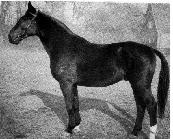 stallion Amtsfeind II (Hanoverian, 1945, from Almjaeger I)