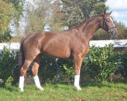 dressage horse Dancing Rose 7 (Hanoverian, 2016, from Dancier)