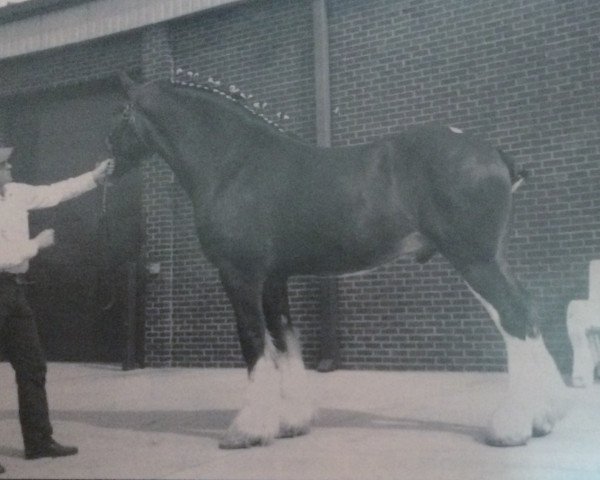 Pferd Bluffviews Serendipity (Clydesdale, 1992, von Doura Rob Roy)