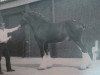 Pferd Bluffviews Serendipity (Clydesdale, 1992, von Doura Rob Roy)