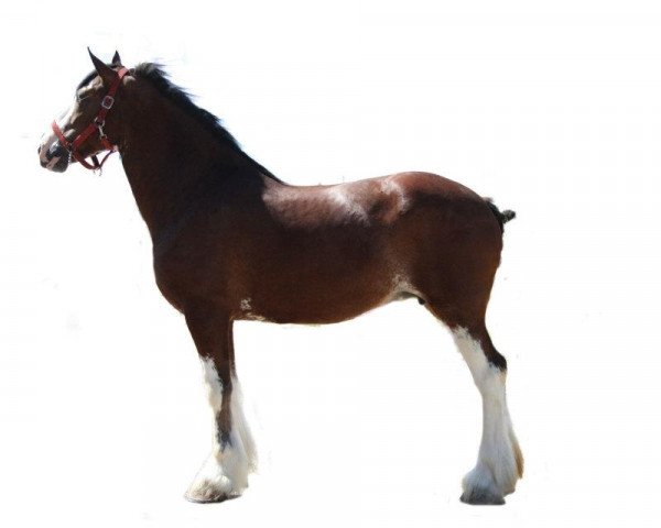 broodmare Blue's Spirit Aniversary Diamond (Clydesdale, 2005, from Collessie Crackerjack)