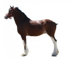 Zuchtstute Blue's Spirit Aniversary Diamond (Clydesdale, 2005, von Collessie Crackerjack)