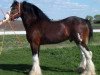 stallion Greendykes Damien (Clydesdale, 1992, from Doura Sir Charles)