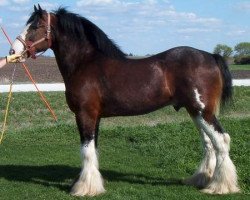 stallion Greendykes Damien (Clydesdale, 1992, from Doura Sir Charles)