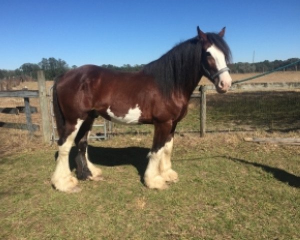 Deckhengst Blue Mountain Robert L. Ward (Clydesdale, 2009, von Greendykes Damien)