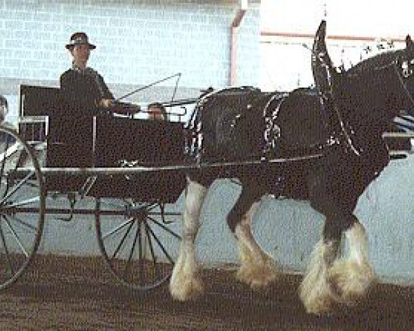 Zuchtstute Twin Oaks Bonnie Jean (Clydesdale, 1984, von Mapledoon Gaylord Roderick)