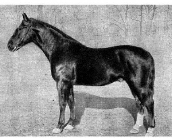 stallion Almhueter I (Hanoverian, 1937, from Almjaeger I)