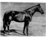 stallion Flingo (Hanoverian, 1930, from Flintglas)