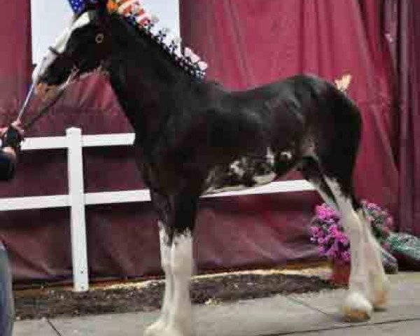 stallion Blackjack of Ridgeview (Clydesdale, 2011, from Mountain Meadows Sir James)