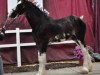 Deckhengst Blackjack of Ridgeview (Clydesdale, 2011, von Mountain Meadows Sir James)