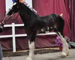 stallion Blackjack of Ridgeview (Clydesdale, 2011, from Mountain Meadows Sir James)