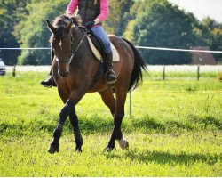 horse As Samoah (Hanoverian, 2003, from As di Villagana)