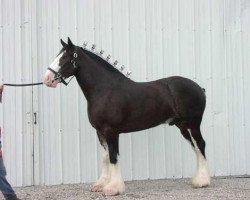 Pferd Blackgate Eclipse (Clydesdale, 1999, von Thistle Ridge Eaton Victor)