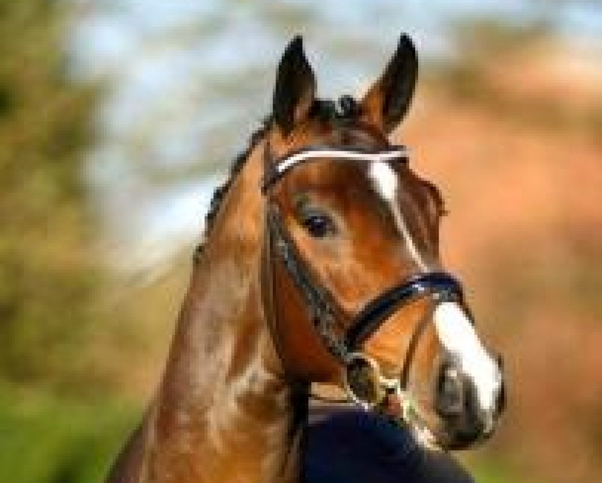 stallion Colosal 2 (Holsteiner, 2011, from Casall Ask)