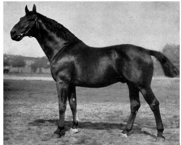 stallion Flint (Hanoverian, 1915, from Flingarth)