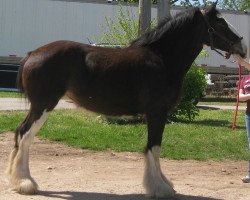 Zuchtstute Blackgate Debutante (Clydesdale, 2008, von Blackgate Expo)