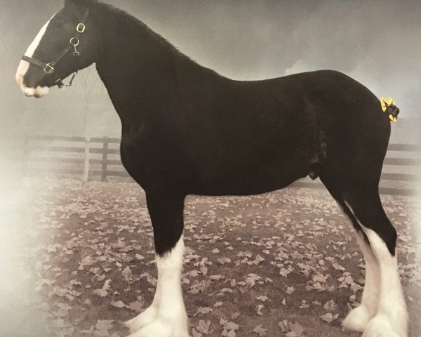 Pferd Blackgate Chancellor (Clydesdale, 2013, von Armageddon's Lord Lazarus)