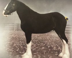 Pferd Blackgate Chancellor (Clydesdale, 2013, von Armageddon's Lord Lazarus)