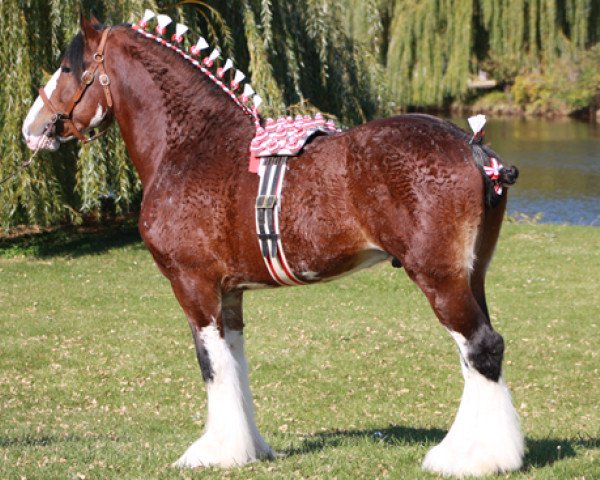 Deckhengst Birky's Pride Preludes Royal Scott (Clydesdale, 2007, von Pinnacle's Prelude)