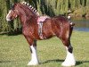 stallion Birky's Pride Preludes Royal Scott (Clydesdale, 2007, from Pinnacle's Prelude)