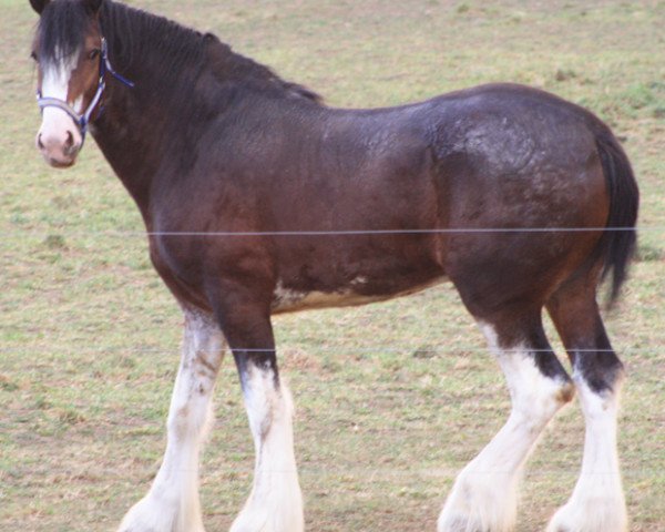 stallion Birky's Pride Jeffrey Vincent (Clydesdale, 2009, from BFC Dante's Triton)