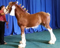 stallion Birky's Pride Noah (Clydesdale, 2018, from Robyncroft Chieftain)