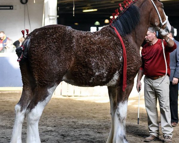 stallion Birky's Pride Lakota Chief (Clydesdale, 2017, from Robyncroft Chieftain)