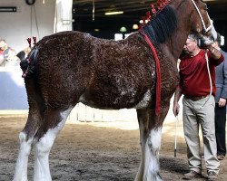 Deckhengst Birky's Pride Lakota Chief (Clydesdale, 2017, von Robyncroft Chieftain)