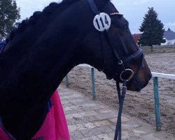 dressage horse Delorange Da Carree (Oldenburg, 2013, from Diamond Hit)