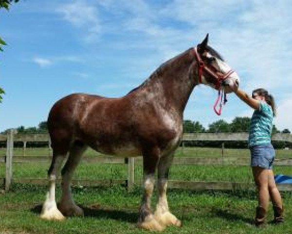 Zuchtstute Birky's Pride Lady Rose (Clydesdale, 2010, von BFC Dante's Triton)