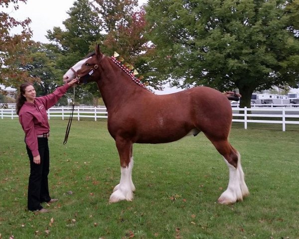 stallion Birky's Pride King Geronimo (Clydesdale, 2015, from Greenwood Admiral's Eclipse)