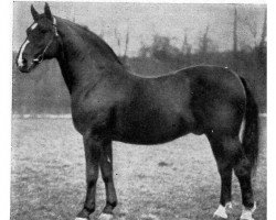 stallion Flamingo (Hanoverian, 1919, from Fling)