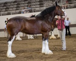 Zuchtstute Birky's Pride Robin (Clydesdale, 2011, von BFC Dante's Triton)