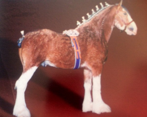 stallion Green Leaf Churchill (Clydesdale, 1996, from Ayton Perfection)