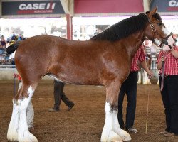 broodmare Birky's Pride Buttercup (Clydesdale, 2016, from Greenwood Admiral's Eclipse)