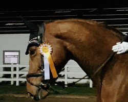 dressage horse Dancarina VR (Hanoverian, 2008, from Desperados FRH)