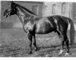 stallion Fiat I (Hanoverian, 1933, from Fliegerstern)