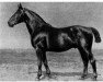 stallion Flieger (Hanoverian, 1915, from Fling)