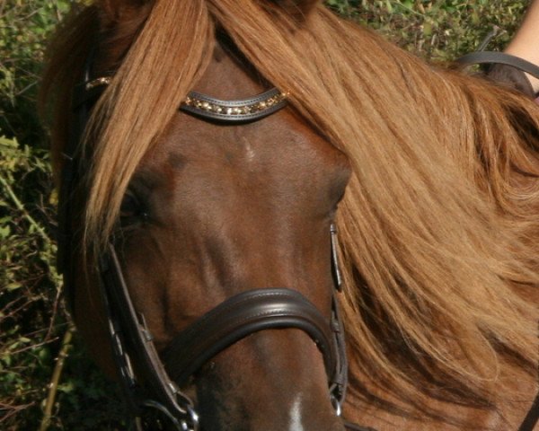 Pferd Trefoil Tristan (Welsh Pony (Sek.B), 2003, von Trefoil Travis)