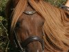 horse Trefoil Tristan (Welsh-Pony (Section B), 2003, from Trefoil Travis)