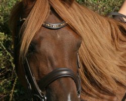 Dressurpferd Trefoil Tristan (Welsh Pony (Sek.B), 2003, von Trefoil Travis)