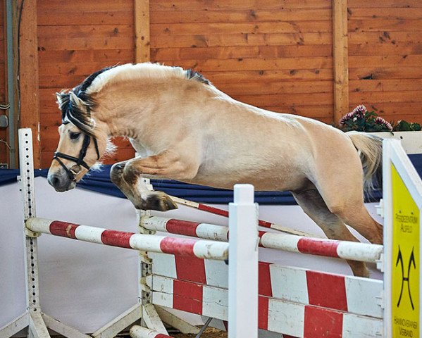 stallion Oddvar Granlygaard (Fjord Horse, 2017, from Fjordens Marcus)