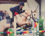 jumper Nashville D (Little German Riding Horse, 2006, from New Quidam)