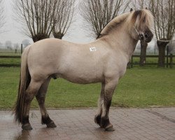 stallion Aard (Fjord Horse, 2004, from Timor)