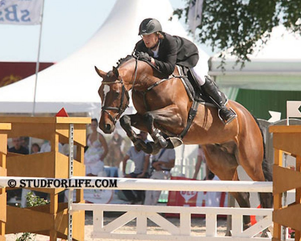stallion Farfelu de Muze (Belgian Warmblood, 2005, from Quel Hero de Muze)